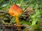 blackening waxcap, witch\\\'s hat, conical wax cap or conical slimy mushroom (caphygrocybe conica) on a forest