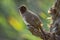 Blackeyed bulbul