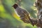 Blackeyed bulbul