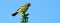 Blackeyed Bulbul bird on a branch