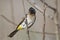 Blackeyed or common bulbul