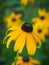 Blackeyed Susan