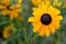 Blackeyed susan flower blossoms.