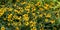 Blackeyed susan panoramic