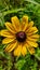 Blackeyed Susan Rudbeckia Hirta