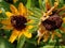 Blackeyed Susan`s in Morning Sun, Vividly Detailed