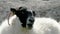 A blackface sheep chewing in a field in County Donegal - Ireland