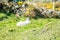 A blackface sheep family in a field in County Donegal - Ireland