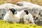 A blackface sheep family in a field in County Donegal - Ireland