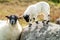 A blackface sheep family in a field in County Donegal - Ireland