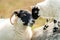 A blackface sheep family in a field in County Donegal - Ireland