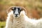 A blackface sheep family in a field in County Donegal - Ireland