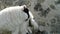 A blackface sheep lamb licking leg in a field in County Donegal - Ireland