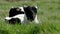 A blackface sheep lamb resting in a field in County Donegal - Ireland