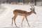 Blackfaced Impala on gravel road.