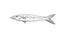 Blackfin barracuda or Chevron barracuda Hawaii Fish Cartoon Drawing Halftone Black and White