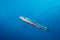 Blackfin barracuda Sphyraena genie  swimming in open blue water.