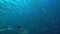 Blackfin barracuda Sphyraena qenie in coral of Red sea Sudan