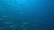 Blackfin barracuda Sphyraena qenie in coral of Red sea Sudan