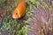 Blackfinned Anemonefish, Magnificent Sea Anemone, South Ari Atoll, Maldives