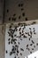 Blackflies swarming inside a building corner on a window screen