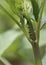 Blackfly and ants on a dahlia plant in early summer