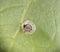 Blackfly aphid dead due to praon braconid parasitic wasps.