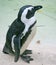 Blackfooted Penguin 2