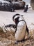 Blackfooted penguin (Spheniscus demersus) grooming on the shore