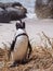 Blackfooted penguin (Spheniscus demersus) standing on the shore in South Africa