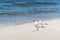 Blackhead gull on the beach.