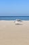 Blackhead gull on the beach.