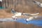 Blackhead gull soars over water