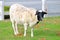 Blackhead Persian sheep standing in pasture