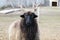 Blackhead Racka Sheep with unusual spiral-shaped horns