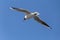 Blackheaded gull flying in a blue sky