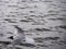 Blackheaded gull flying over a water surface.