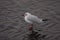 blackheaded gull standing on the surface of the water like jesus