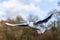 Blackheaded gull wings outstretched in flight