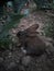 A blackish brown colour Rabbit eating cauliflower leaves in the farm in the evening time.