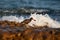 Blackish Oystercatcher with oyster