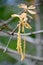 Blackjack Oak Catkins