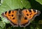 Blackleg tortoiseshell