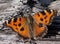 Blackleg tortoiseshell