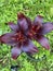 Blacklist Asiatic Lily