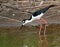 Blacknecked Stilt