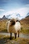 Blacknosed Swiss sheeps (Ovis aries), Swiss Alps