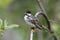 Blackpoll Warbler