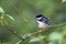 Blackpoll Warbler (Dendroica striata)