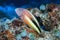 Blackside hawkfish